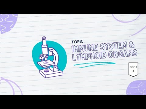 HISTOLOGY 101: The Immune System and the Lymphoid Organs (Part 4)