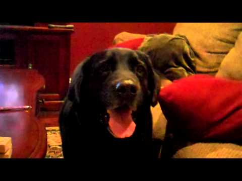 dog cant find his ball