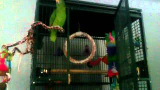 Keiko the Panama Amazon Parrot watches the Killers live in Concert Part 2
