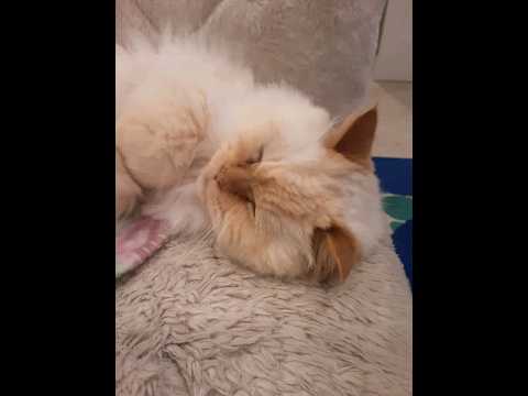 Cute Cute part 2 #trending #cute #shorts #subscribe