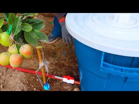 How to make AUTOMATIC DRIP IRRIGATION BY GRAVITY AND HOME of 100 liters.