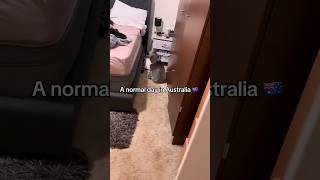 “A Day in the Life of Australia” I will never move to this place.😭😭#australia #kangaroo #spider