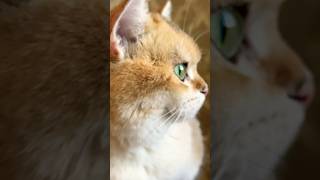 Look at me 🫣 #cat #catcontent #viral #youtubecat #munchkin #pets