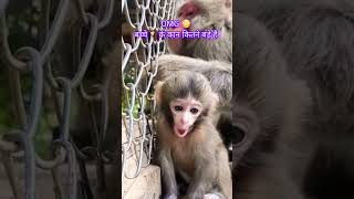Omg 🤯 बच्चे 🐒 के कान कितने बड़े हैं #trending #funny #viral #shorts #cute #animals #baby