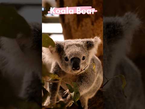 Koala bear-Beautiful but brainless animal in the world #information #explanationintamil #koalabear