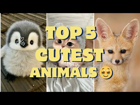 5 cutest animals in the world!!!