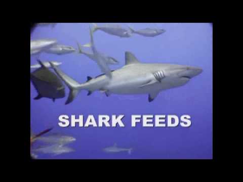 Taka - Diving The Cod Hole and Osprey Reef with Deep Sea Divers Den