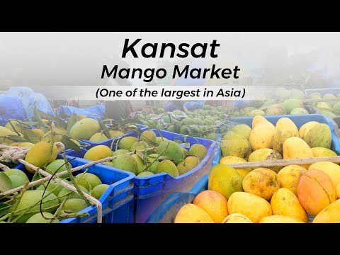 KANSAT Mango Market, Chapainawabganj || Largest Mango Wholesale Market in Asia
