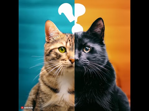 Uncover Your True Niche: Cat Person, Dog Person, or Niche-less?