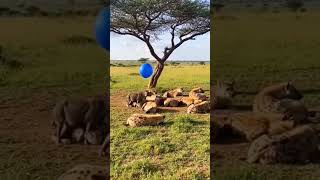 A Blue Surprise: Boar Pranks Hyenas in the Wild