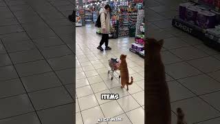 Shopping Buddy: My Cat Edition 🛒🐱 #shorts