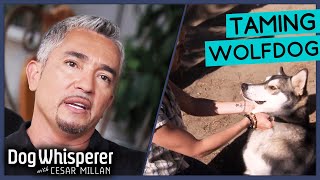 Taming Aggressive Wolf Puppy with Cesar Millan | Dog Whisperer