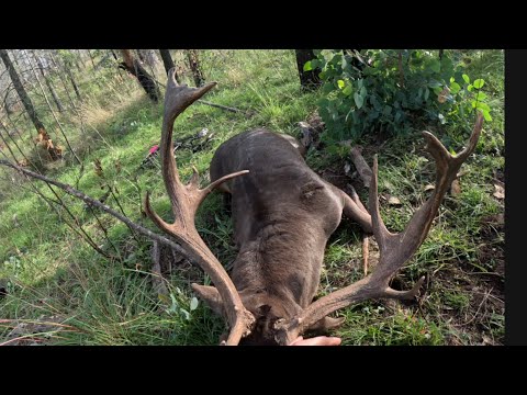 Big buck down finally. (Bow hunting Australia)
