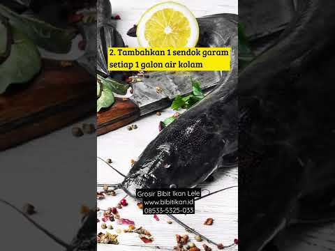 Video Singkat Tips Budidaya Ikan Lele Panen Besar! | Jual Bibit Lele Grosir 0853-3532-5033