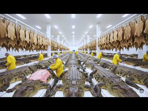 Inside The Mega Factory Revealed Secret Farming Crocodiles From Ranch To Luxury Item
