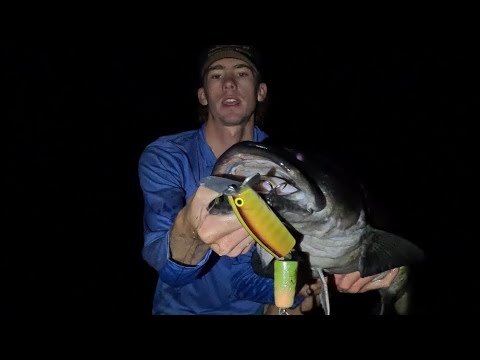 3 big Murray cod in 1 morning session. (Cod fishing Australia)