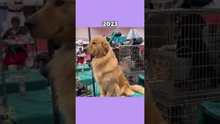 The Most Legendary Dog Memes (then vs now) #shorts