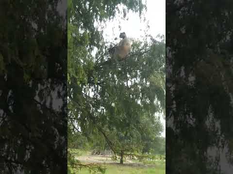 Bandar ka romance. बंदर का रोमांच