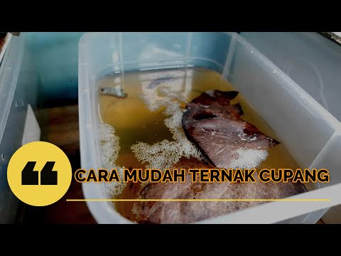TERNAK CUPANG GIANT | CARA TERNAK IKAN CUPANG