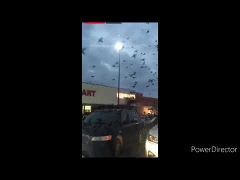 The crows attack on saudia Arabia