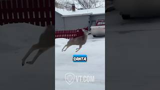 Hilarious Deer Sings ‘Here Comes Santa Claus’ While Prancing Through Town! 😂