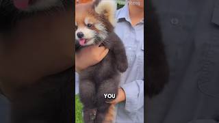 Red Pandas Have a Secret Superpower! #likeandsubscribe #cuteanimals #cute
