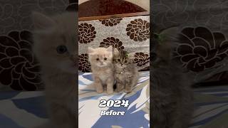 Before/ After Video #shorts #shortvideo #kitten #catlovers #cat #catshorts #insorvlogs #pets