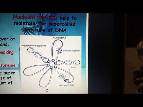 Prokaryotic and eukaryotic genome