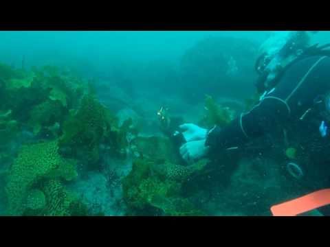 Weedy Sea Dragon   The Steps Diving