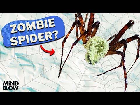 Zombie Spider?  - Mind Blow #140