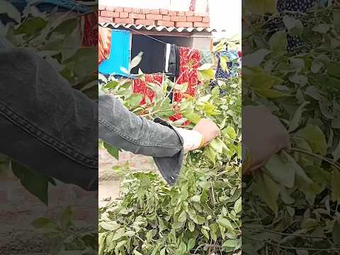 #shortfeed #shortvideo #shortviral #shorts #short #shortsvideo