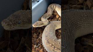 Czekamy na wylinkę 😉 #pythonregius #snake #hodowlawęży #reptiles #pyton #pets #shed