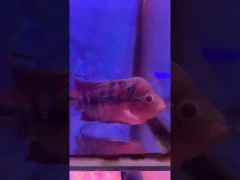 FLOWER HORN FISH 🔥🔥🔥 #shortfeed #yutubeshorts #trending