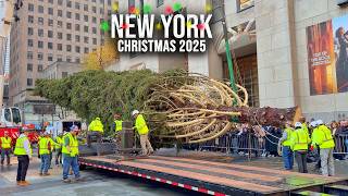 Installation Of NYC Rockefeller Center Christmas Tree 2025 ✨ New York City Christmas 2025 🌲