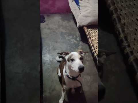 jojo ko shit nd shake hand ki ek choti si practice karvai..  #training #dog