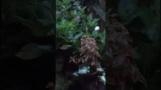 bunga 22 #rain #retro #retrowavevibes