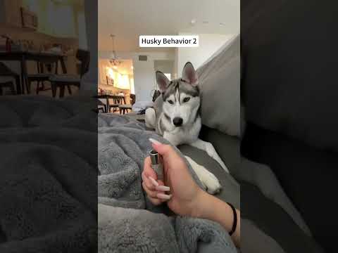 Happy husky#dog  #dogs #goldenretrieverpuppy  #puppytok #pet #teenagedog #chicago