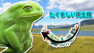 鋼鉄ザルガエル  | 動物ドキュメンタリー