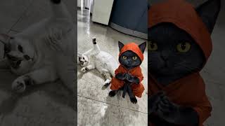 Take a photo together #cat #shorts #aicat #aigc #meow #funny