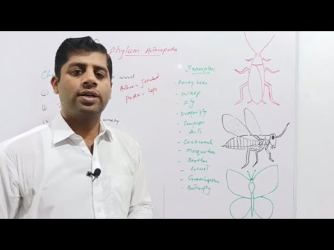 Phylum Arthropoda | Arthropods | Invertebrates | Kingdom Animalia | Animal Classification |Cockroach