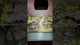 Keloray AN30S for freshwater. #aquariumlife #fishtank #reeflife