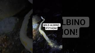 12FT WILD ALBINO PYTHON! #python #snake #shorts #wildlife #nature #dangerous #herping #crazy #albino