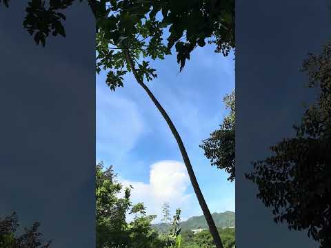 pahinga 🍃🌴💚 #nature #peaceofmind #pahinga