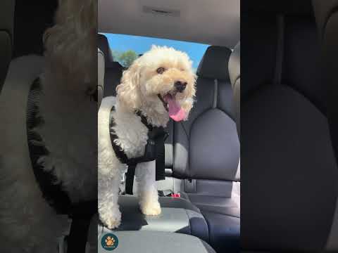 SeatBelt Harness And Adjustable Leash Set