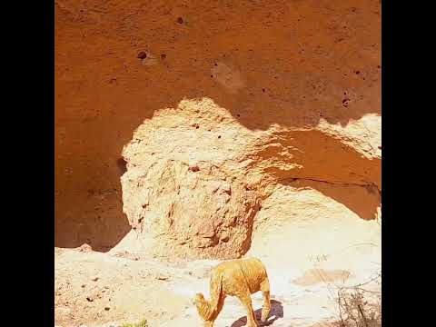 Best Dog Hiking Companion-Goldendoodle #viral #shorts #dog #hiking