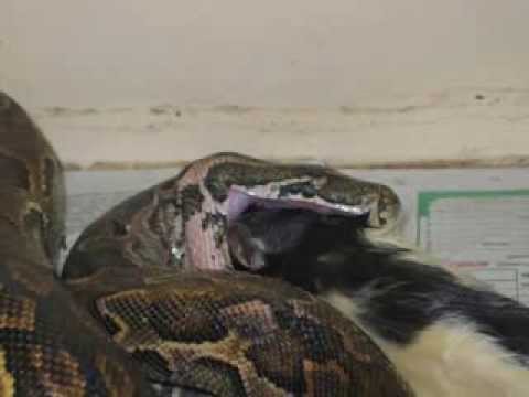 rock pythons deadly strike