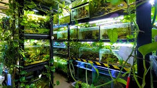 111 Aquariums and Ponds in this Home | In Depth Tour