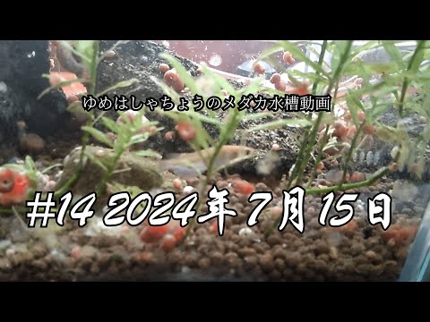 #14 2024年7月15日のメダカ水槽の様子