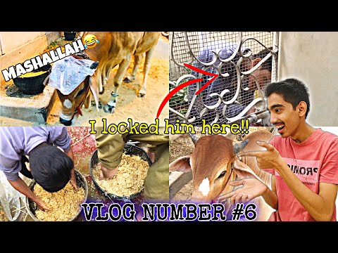 Cow ko shopper pehna diya😂😂👍👌- Vlog Number #6 #cow #funny #bakraeid #vlog