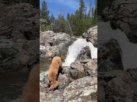 FUNNY Paws & Poses-Hilarious Dog Yoga by Waterfall #shorts #viral #dog #yoga #waterfall